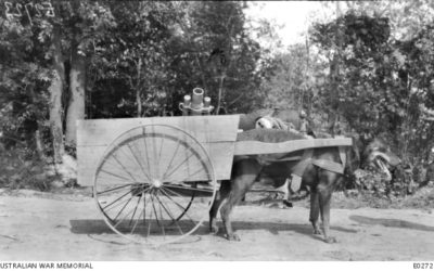 German war dog swapped sides to become ‘Digger’ in WWI
