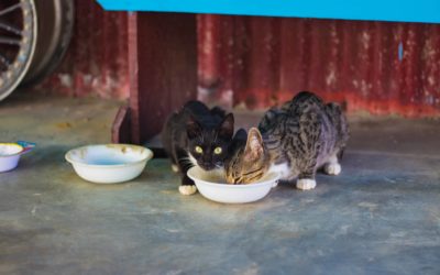 Tips to prevent dehydration in your cat