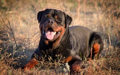 Rottweilers most prone to canine osteoarthritis