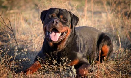 Rottweilers most prone to canine osteoarthritis