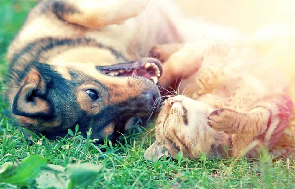 Tips to keep your pet healthy