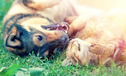 Tips to keep your pet healthy
