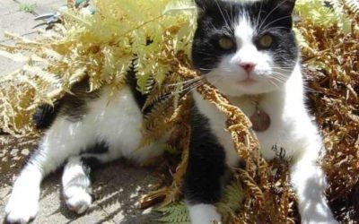 New cat virus could shed light on hepatitis B