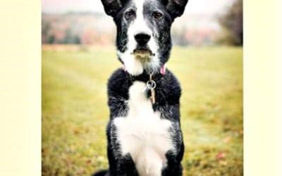 Welcoming an adopted dog into your home