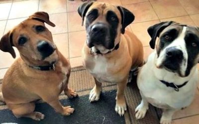 UQ vets help dogs with cancer
