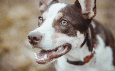 Anaesthesia-free dentistry for pets warning