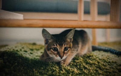 Early weaning in domestic cats increases aggression