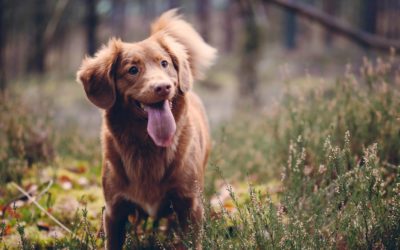 Vaccinations and autism in dogs