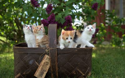 Cats and dogs for sale online pitfalls