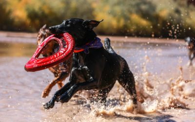 Making Dogs Happy Symposium in Sydney 2018