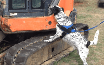 Scent detection is a great therapy for all dogs