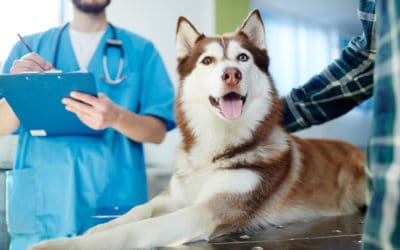 Pet tracker technology for veterinarians and pet guardians