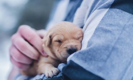 New charity combats killer puppy virus