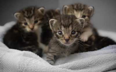 Not enough toilets for cats says research