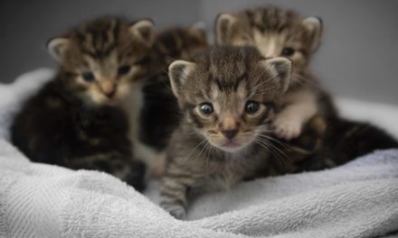 Not enough toilets for cats says research