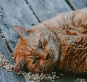 Weight loss tips for obese cats from ICC.