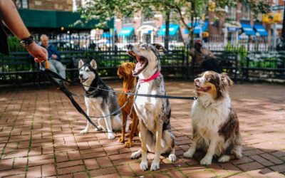Top dog film festival 2018