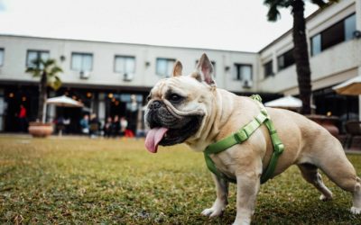 Pet Professional Guild Australia Summit in Sydney