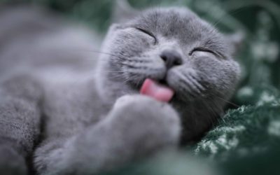 International Cat Day 2018