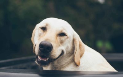 Pet dental month 2018