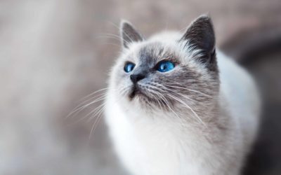Nine per cent increase in pet cat vaccination in past year