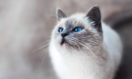 Nine per cent increase in pet cat vaccination in past year