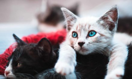 Benefits of early-age cat desexing