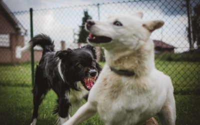 Solution to dog bite incidents in the community