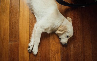 Lisa Lamond’s 6 Tips for a fur free home
