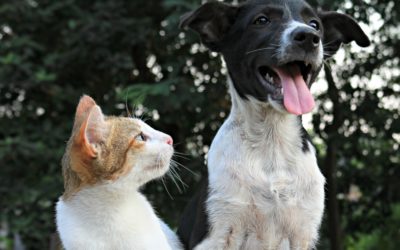 Tick prevention plan for pets