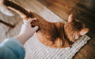 Domestic Violence and Animal Abuse Conference 2018
