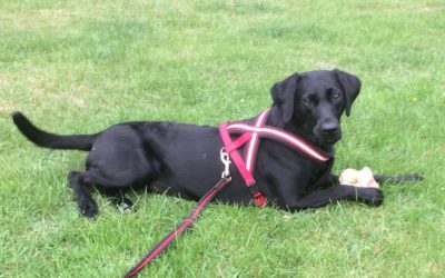 World’s first surgery saves puppy’s life