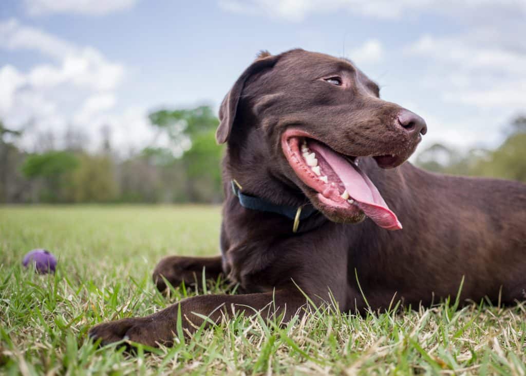 Chocolate Labradors Have Shorter Life Span Than Black And Yellow Pets4life