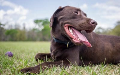 Chocolate Labradors have shorter life span than black and yellow
