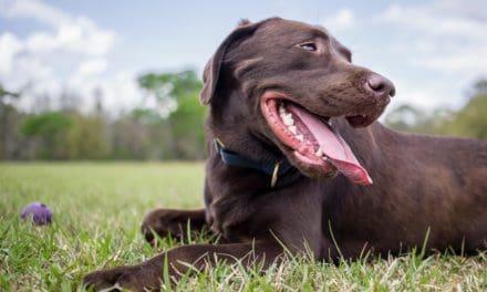 Chocolate Labradors have shorter life span than black and yellow