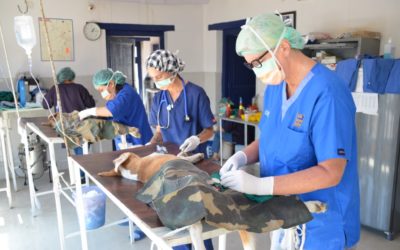 Vets Beyond Borders veterinary volunteers save lives