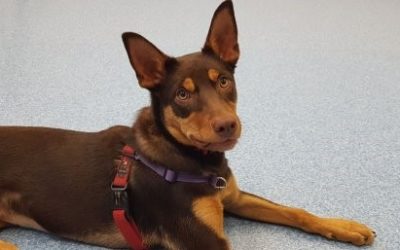 Better behaviour assessment for shelter dogs