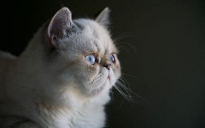 WSAVA Calls for health-conscious breeding of companion animals