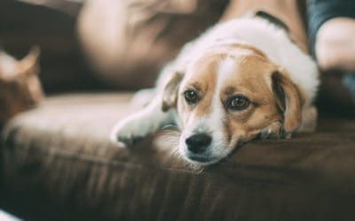 Dogs make the best bed buddy for a woman says research