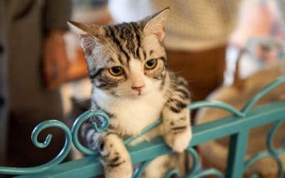 Most popular pet names in 2018
