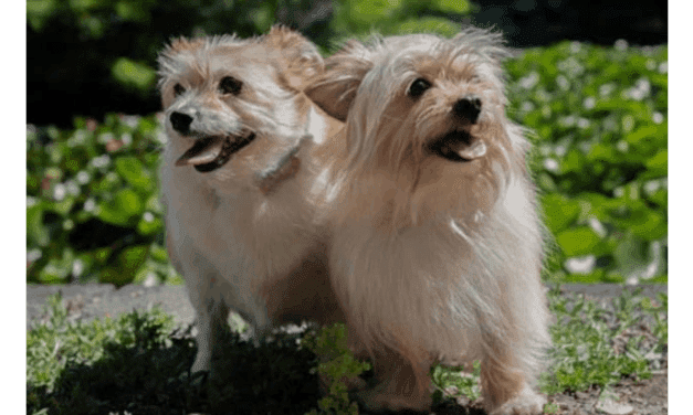 Adopt two small Jack Russell Terrier Maltese mix dogs in Victoria