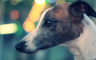 Un-muzzling greyhounds in Victoria