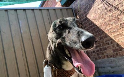 Adopt a Greyhound dog in Sydney