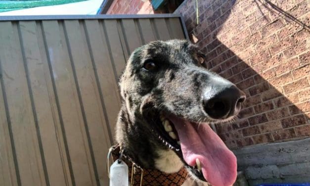Adopt a Greyhound dog in Sydney