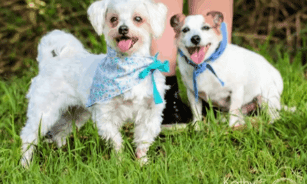 Adopt two small senior dogs in Queensland