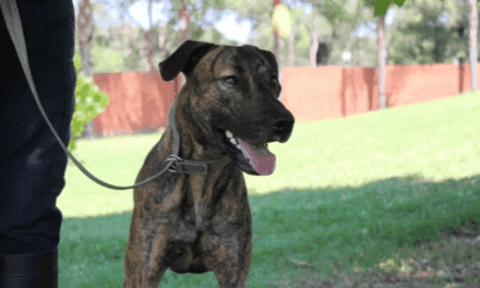 Adopt a medium male Bull Arab X Staffy dog in NSW