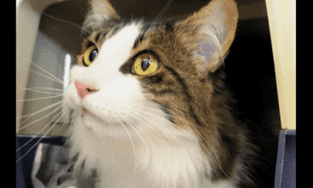 Adopt a male longhair mix cat in Tasmania