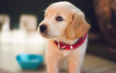 Hill’s Pet Nutrition canned dog food recall