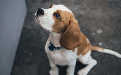 Dr Leigh covers dog scooting