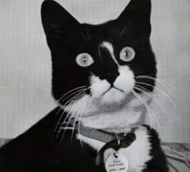 Wartime cat survived the sinking of 3 battleships
